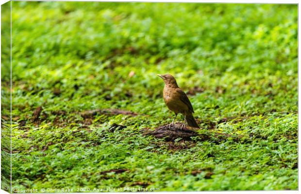 Clay-colored Thrush on the ground Canvas Print by Chris Rabe