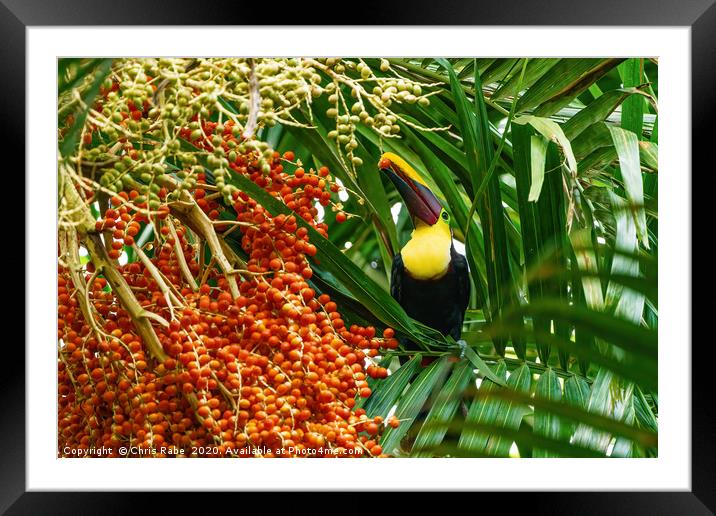 Chestnut-mandibled Toucan picking a berry Framed Mounted Print by Chris Rabe