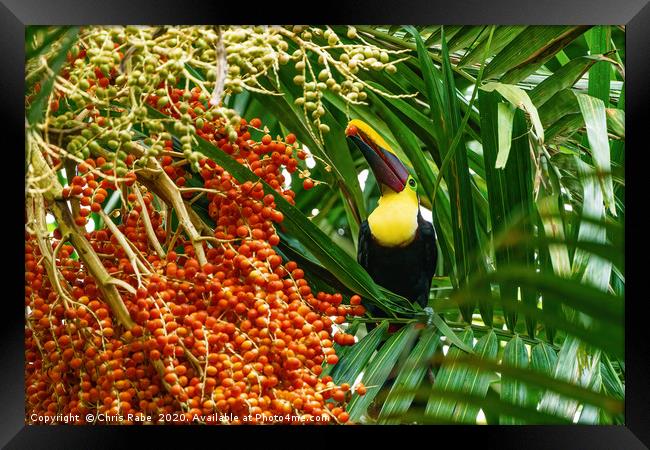 Chestnut-mandibled Toucan picking a berry Framed Print by Chris Rabe