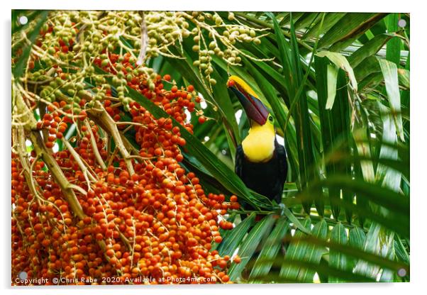 Chestnut-mandibled Toucan picking a berry Acrylic by Chris Rabe