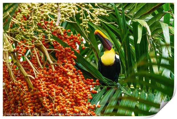 Chestnut-mandibled Toucan picking a berry Print by Chris Rabe