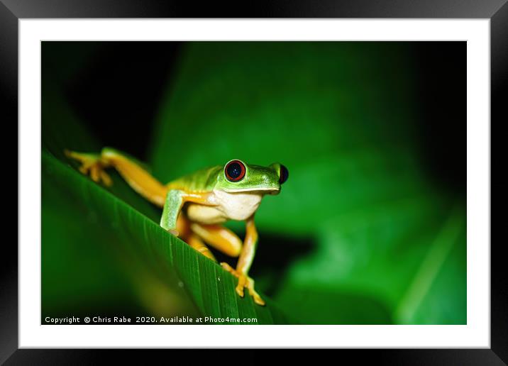 Red-Eyed Tree Frog sitting on a leaf Framed Mounted Print by Chris Rabe