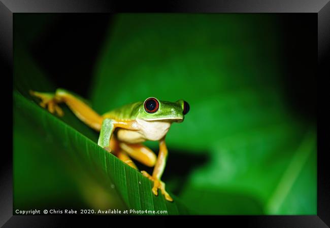 Red-Eyed Tree Frog sitting on a leaf Framed Print by Chris Rabe