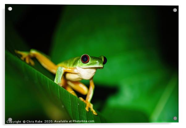 Red-Eyed Tree Frog sitting on a leaf Acrylic by Chris Rabe