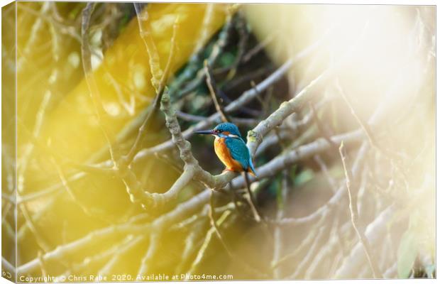 Male Common Kingfisher  Canvas Print by Chris Rabe