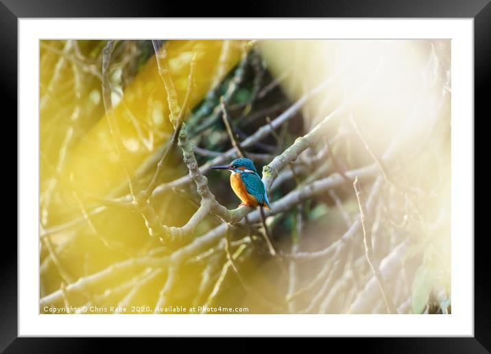 Male Common Kingfisher  Framed Mounted Print by Chris Rabe