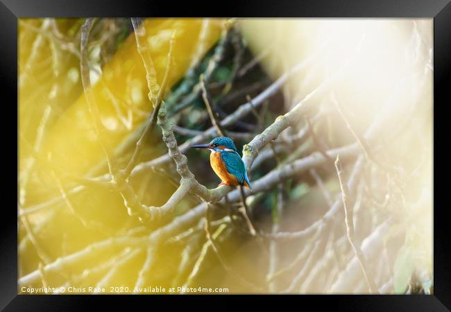 Male Common Kingfisher  Framed Print by Chris Rabe
