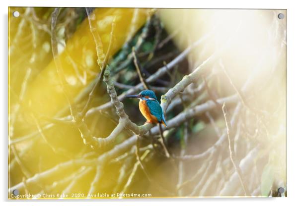 Male Common Kingfisher  Acrylic by Chris Rabe
