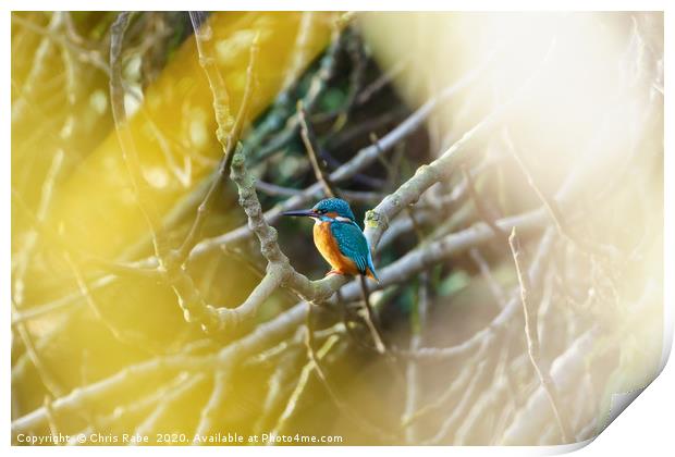 Male Common Kingfisher  Print by Chris Rabe