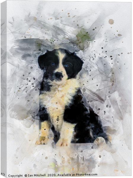 Border Collie Puppy Canvas Print by Ian Mitchell