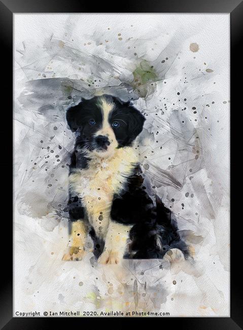 Border Collie Puppy Framed Print by Ian Mitchell