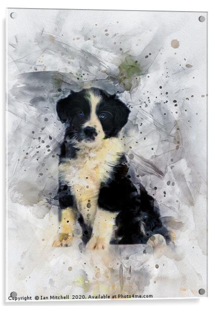 Border Collie Puppy Acrylic by Ian Mitchell