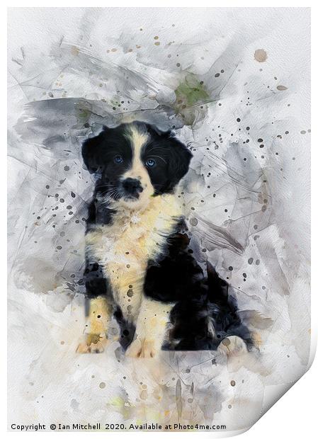Border Collie Puppy Print by Ian Mitchell