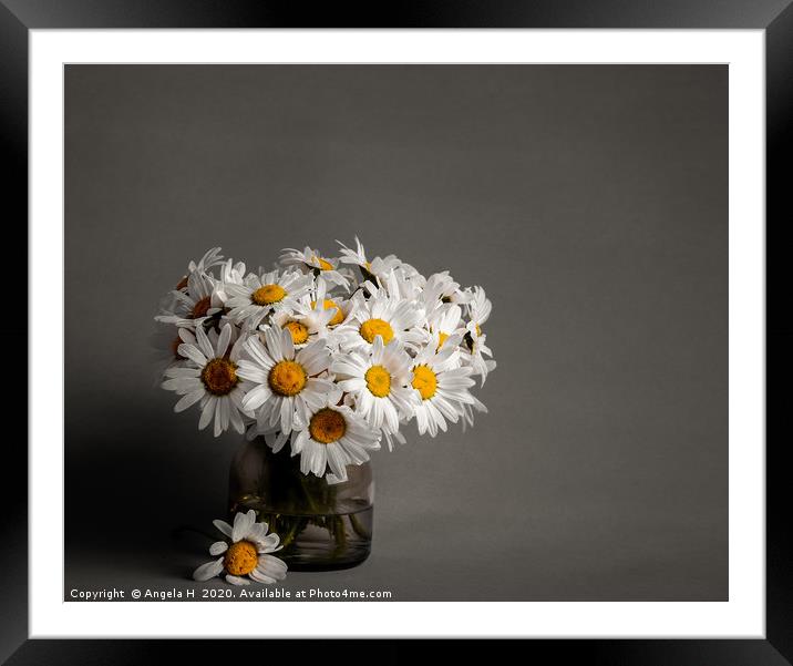 Oxeye Daisies Framed Mounted Print by Angela H
