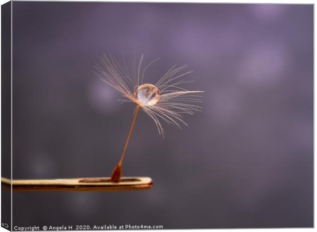 Dandelion Seed on Needle Canvas Print by Angela H