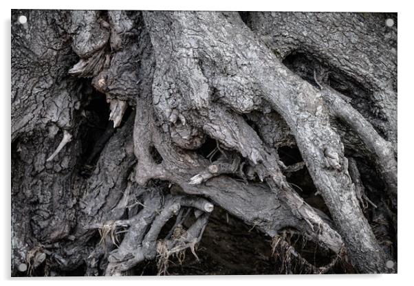 Tree Roots Acrylic by Svetlana Sewell