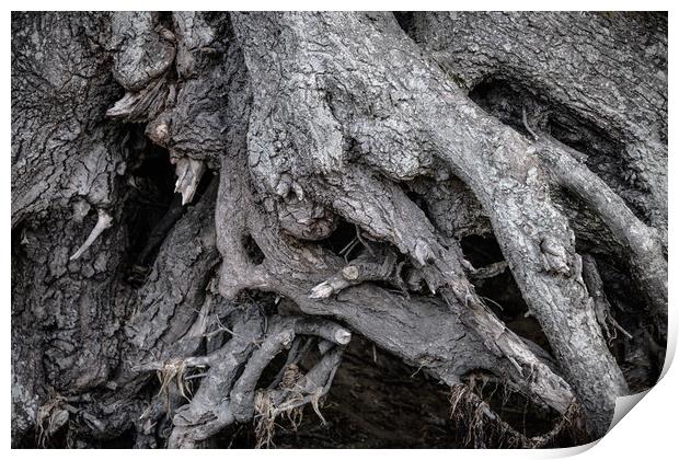 Tree Roots Print by Svetlana Sewell