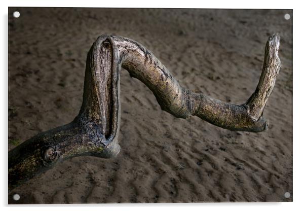 Driftwood Acrylic by Svetlana Sewell