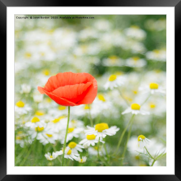 Poppies and Oxeye Daiseys Framed Mounted Print by Janet Burdon