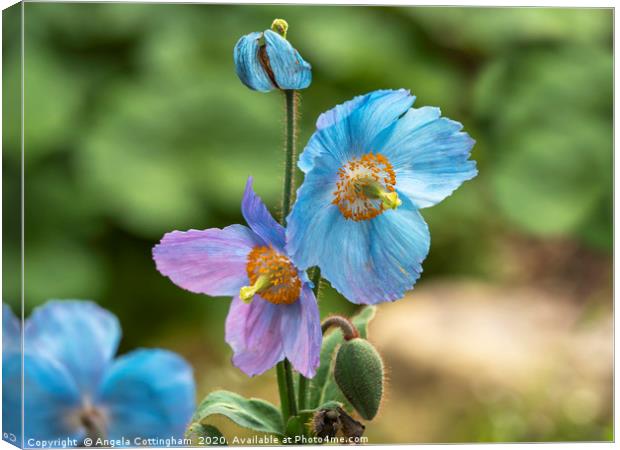 Meconopsis Poppies Canvas Print by Angela Cottingham