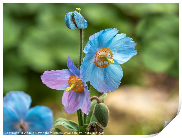 Meconopsis Poppies Print by Angela Cottingham