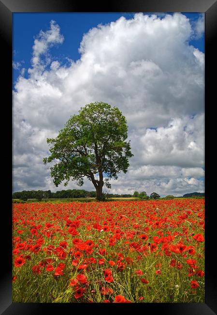 Baslow Poppies                    Framed Print by Darren Galpin