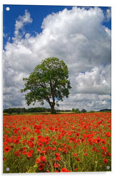 Baslow Poppies                    Acrylic by Darren Galpin
