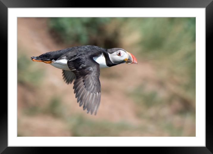 Puffin in flight Framed Mounted Print by Ann Goodall