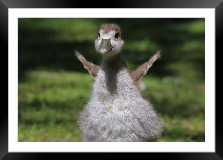 One Day I'll Fly Away - Gorgeous Egyptian Gosling Framed Mounted Print by Phil Clements