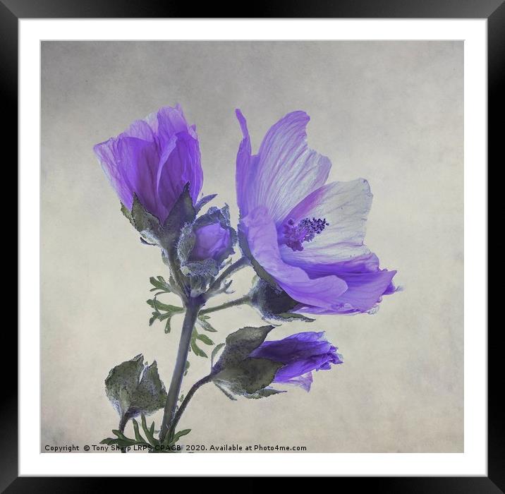 BLUE FLOWER OF WILD GERANIUM Framed Mounted Print by Tony Sharp LRPS CPAGB