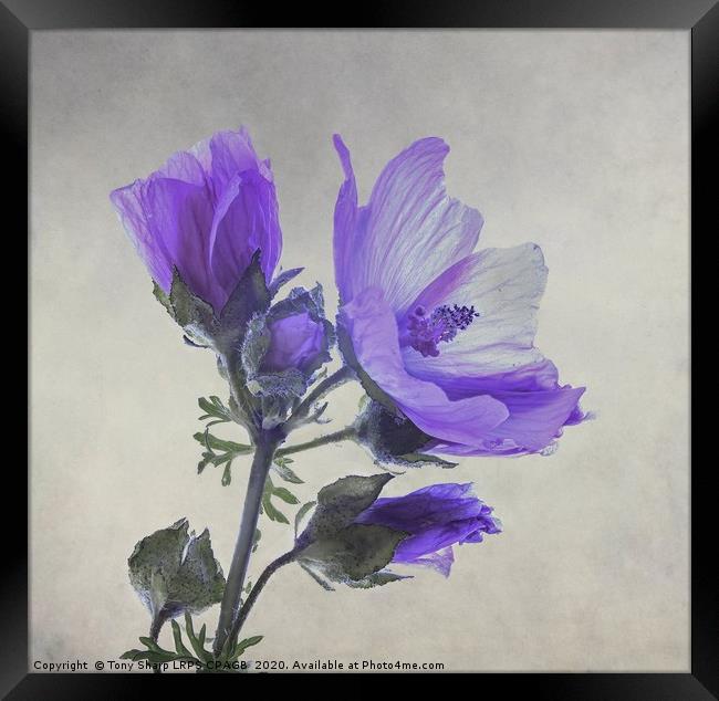 BLUE FLOWER OF WILD GERANIUM Framed Print by Tony Sharp LRPS CPAGB