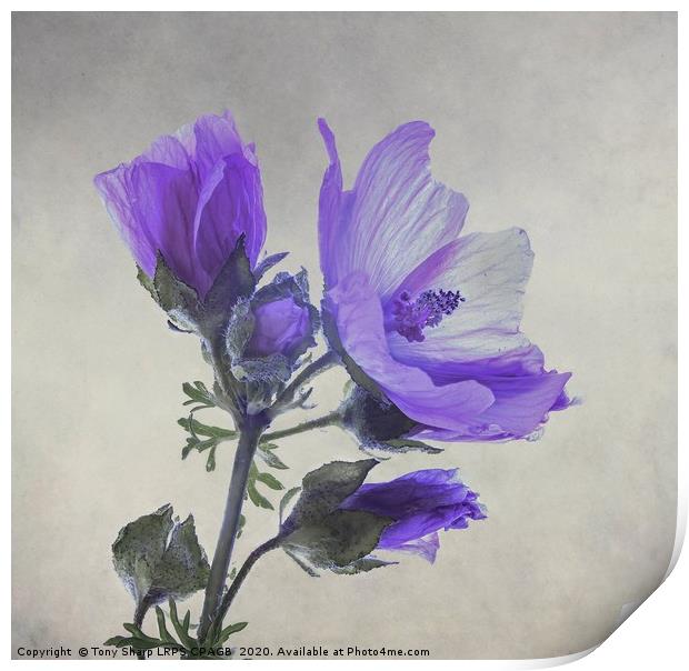 BLUE FLOWER OF WILD GERANIUM Print by Tony Sharp LRPS CPAGB