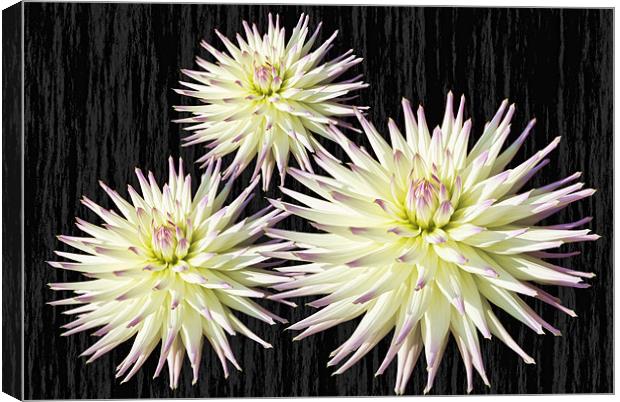 Dhalia Collection Canvas Print by Elaine Young