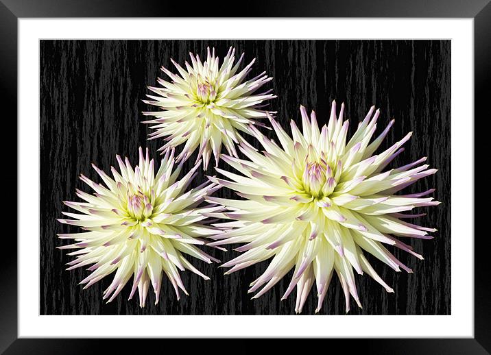 Dhalia Collection Framed Mounted Print by Elaine Young