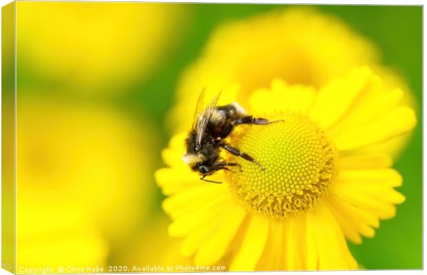 White-Tailed Bumblebee on a daisy Canvas Print by Chris Rabe