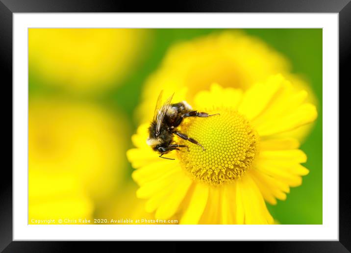 White-Tailed Bumblebee on a daisy Framed Mounted Print by Chris Rabe