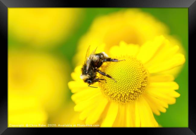 White-Tailed Bumblebee on a daisy Framed Print by Chris Rabe