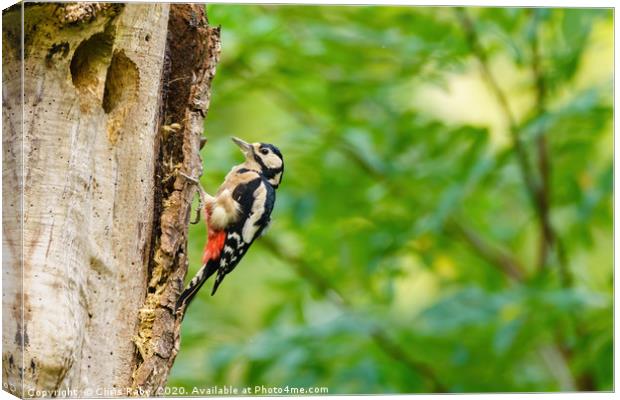 Greater Spotted Woodpecker on a tree Canvas Print by Chris Rabe