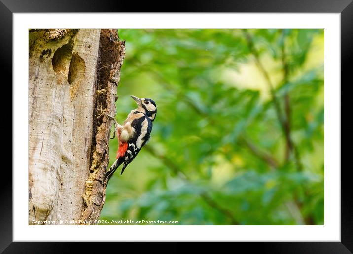 Greater Spotted Woodpecker on a tree Framed Mounted Print by Chris Rabe