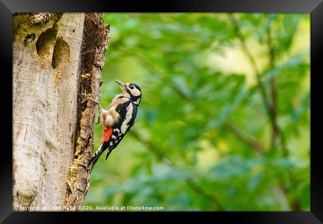 Greater Spotted Woodpecker on a tree Framed Print by Chris Rabe