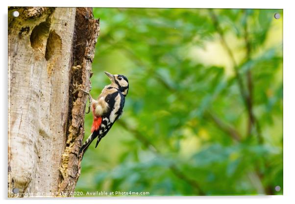 Greater Spotted Woodpecker on a tree Acrylic by Chris Rabe