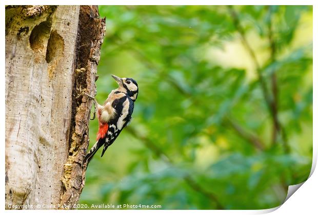 Greater Spotted Woodpecker on a tree Print by Chris Rabe