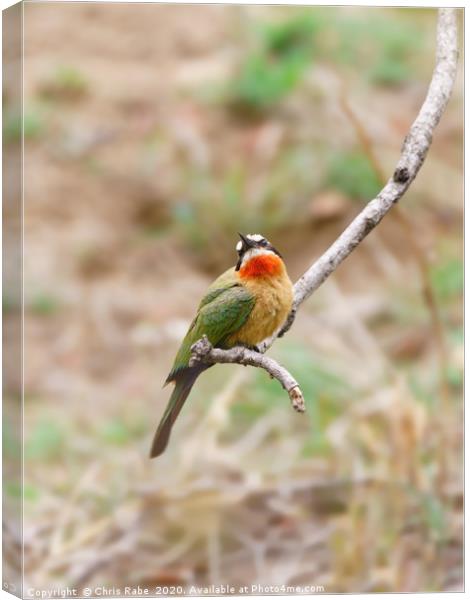 White-fronted Bee-eater  Canvas Print by Chris Rabe