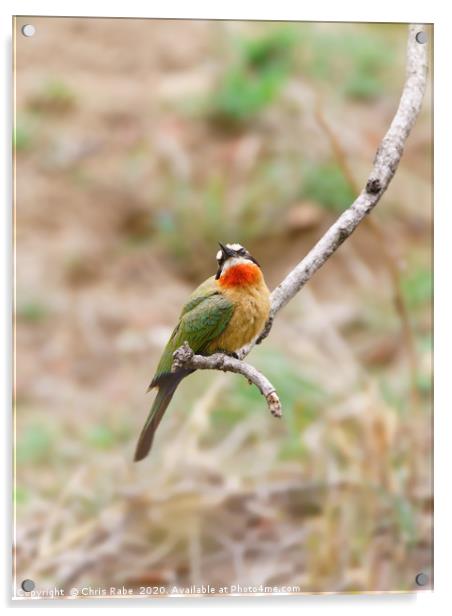 White-fronted Bee-eater  Acrylic by Chris Rabe