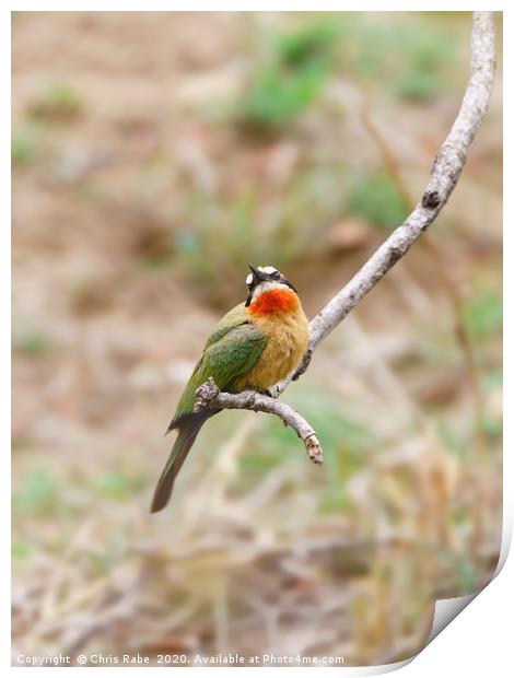 White-fronted Bee-eater  Print by Chris Rabe