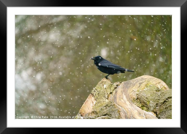 Crow in the snow Framed Mounted Print by Chris Rabe