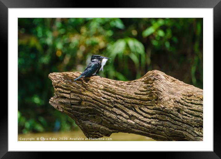 Amazon Kingfisher with catch Framed Mounted Print by Chris Rabe