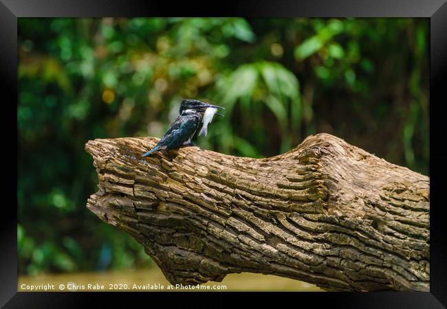 Amazon Kingfisher with catch Framed Print by Chris Rabe