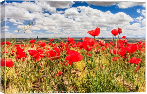Red Poppies Dancing in the Spanish Sky Canvas Print by Kevin Hellon