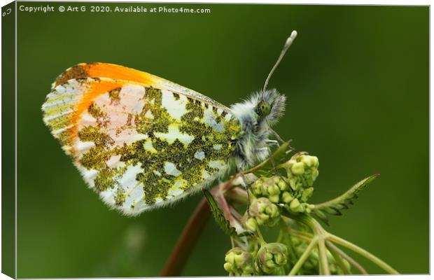 Orange Tip Butterfly Canvas Print by Art G